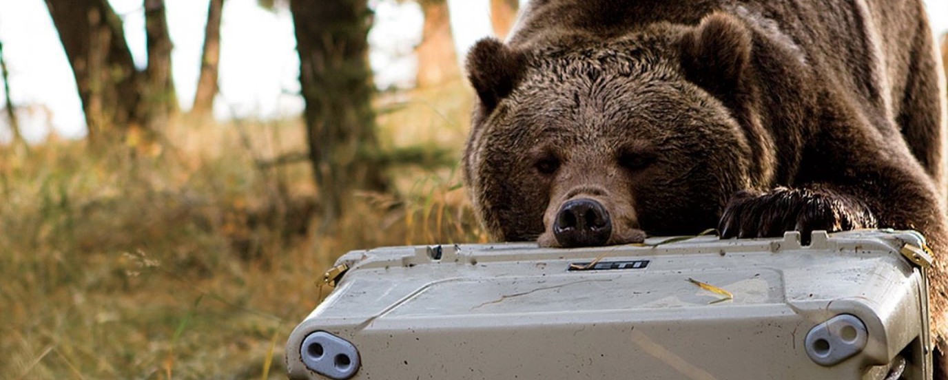 Bear biting a Yeti Cooler